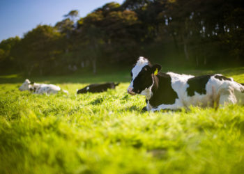 Does Livestock Grazing Benefit Organic Crops? Multistate Research Team Explores Impacts