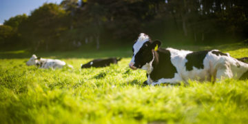 Does Livestock Grazing Benefit Organic Crops? Multistate Research Team Explores Impacts
