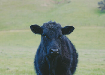Solano County Virtual Fair and Online Livestock Auction are a Success