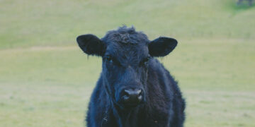 Solano County Virtual Fair and Online Livestock Auction are a Success