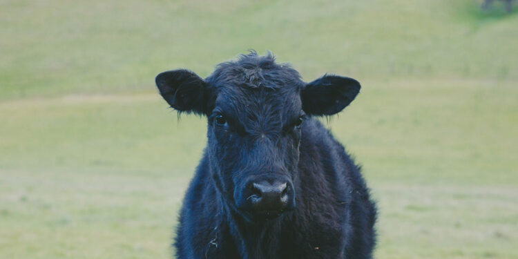 Solano County Virtual Fair and Online Livestock Auction are a Success