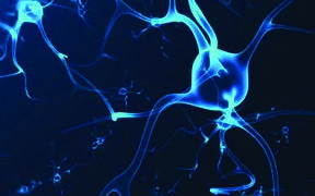 Genetic Research Discovery Leads to Human Brain Repair