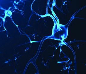 Genetic Research Discovery Leads to Human Brain Repair