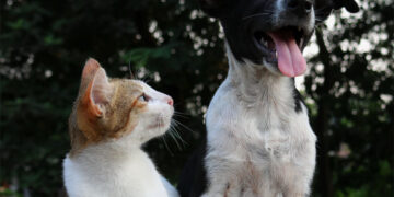 Drive your Pets to Get A Blessing Saturday October 3