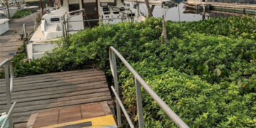 The Weeds are Back — Now Find the Boat