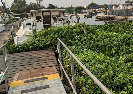 The Weeds are Back — Now Find the Boat