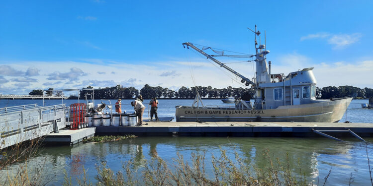 Delta Smelt Release