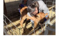High School Students try Their Hands as Livestock Vets to Fill Need in Rural Areas