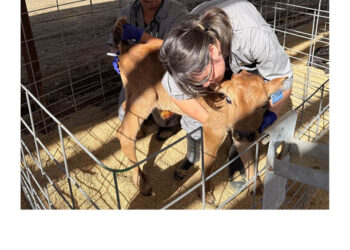 High School Students try Their Hands as Livestock Vets to Fill Need in Rural Areas