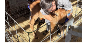 High School Students try Their Hands as Livestock Vets to Fill Need in Rural Areas