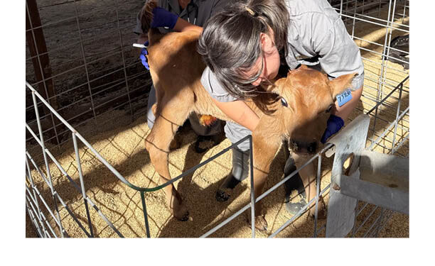 High School Students try Their Hands as Livestock Vets to Fill Need in Rural Areas