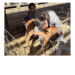 High School Students try Their Hands as Livestock Vets to Fill Need in Rural Areas